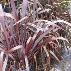 Nieuw Zeelands Vlas (Phormium Tenax 'Purpureum') -Tuin Verhaal Verkoopwinkel 20190712 152646