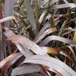 Nieuw Zeelands Vlas (Phormium Tenax 'Purpureum') -Tuin Verhaal Verkoopwinkel 20190712 152706