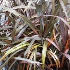Nieuw Zeelands Vlas (Phormium Tenax 'Purpureum') -Tuin Verhaal Verkoopwinkel 20190712 152733