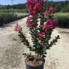 Lagerstroemia (Lagerstroemia 'Pink Velour') -Tuin Verhaal Verkoopwinkel 20200930165148218385