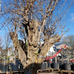 Granaatappel Als Solitair (Punica Granatum) -Tuin Verhaal Verkoopwinkel 20220217 110658