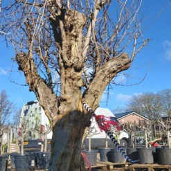 Granaatappel Als Solitair (Punica Granatum) -Tuin Verhaal Verkoopwinkel 20220217 110708