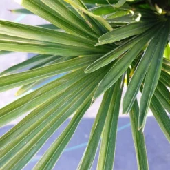 Winterharde Palm (Trachycarpus Wagnerianus) -Tuin Verhaal Verkoopwinkel 20220217 112257