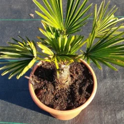 Winterharde Palm (Trachycarpus Wagnerianus) -Tuin Verhaal Verkoopwinkel 20220217 112423