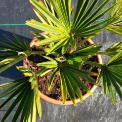 Winterharde Palm (Trachycarpus Wagnerianus) -Tuin Verhaal Verkoopwinkel 20220217 112447