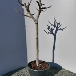 Vijg Op Stam (Ficus Carica) -Tuin Verhaal Verkoopwinkel 20220223 125904 1