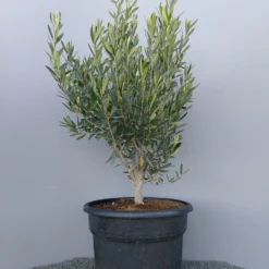 Olijf Als Struik (Olea Europaea) -Tuin Verhaal Verkoopwinkel 20220223 132609