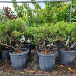 Meerstammige Japanse Pijnboom (Pinus Parviflora 'Brevifolia') 9 Meerstammige Japanse Pijnboom (Pinus Parviflora 'Brevifolia') -Tuin Verhaal Verkoopwinkel 20220524 123400