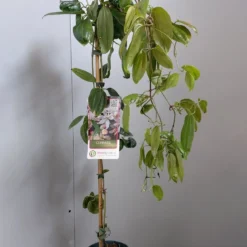 Groenblijvende Clematis (Clematis Armandii 'Hendersonii Rubra') -Tuin Verhaal Verkoopwinkel 20220613 162124