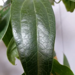 Groenblijvende Clematis (Clematis Armandii 'Hendersonii Rubra') -Tuin Verhaal Verkoopwinkel 20220613 162250