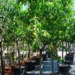 Perzikboom (Prunus Persica) -Tuin Verhaal Verkoopwinkel 312prunuspersica 3