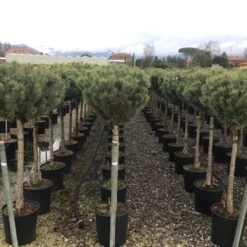 Grove Den Op Stam (Pinus Sylvestris 'Watereri') -Tuin Verhaal Verkoopwinkel 5 1