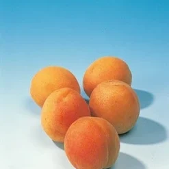 Abrikozenboom (Prunus Armeniaca) 13 Abrikozenboom (Prunus Armeniaca) -Tuin Verhaal Verkoopwinkel abrikoos