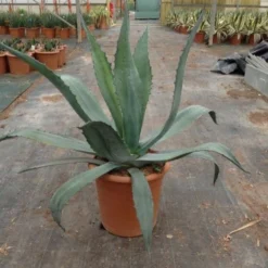 Agave (Agave Americana) -Tuin Verhaal Verkoopwinkel agave americana c12