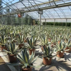 Agave (Agave Americana 'Variegata') 15 Agave (Agave Americana 'Variegata') -Tuin Verhaal Verkoopwinkel agave americana variegata