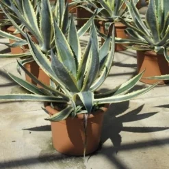 Agave (Agave Americana 'Variegata') 12 Agave (Agave Americana 'Variegata') -Tuin Verhaal Verkoopwinkel agave americana variegata 2