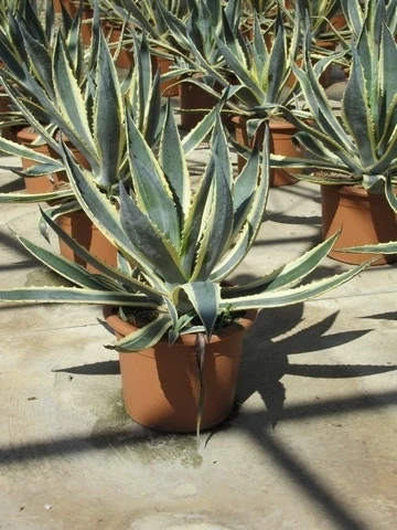 Agave (Agave Americana 'Variegata') 6 Agave (Agave Americana 'Variegata') - Afbeelding 4