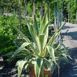 Agave (Agave Americana 'Variegata') 11 Agave (Agave Americana 'Variegata') -Tuin Verhaal Verkoopwinkel agave americana variegata 4