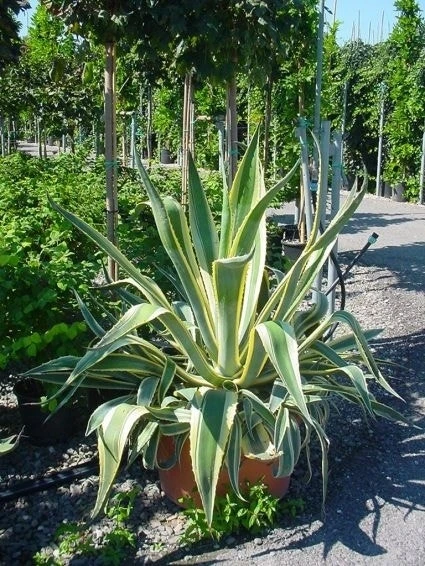 Agave (Agave Americana 'Variegata') 5 Agave (Agave Americana 'Variegata') - Afbeelding 3