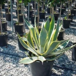Agave (Agave Americana 'Variegata') 13 Agave (Agave Americana 'Variegata') -Tuin Verhaal Verkoopwinkel agave americana variegata 4 1