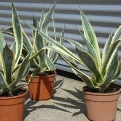 Agave (Agave Americana 'Variegata') 14 Agave (Agave Americana 'Variegata') -Tuin Verhaal Verkoopwinkel agave americana variegata 5