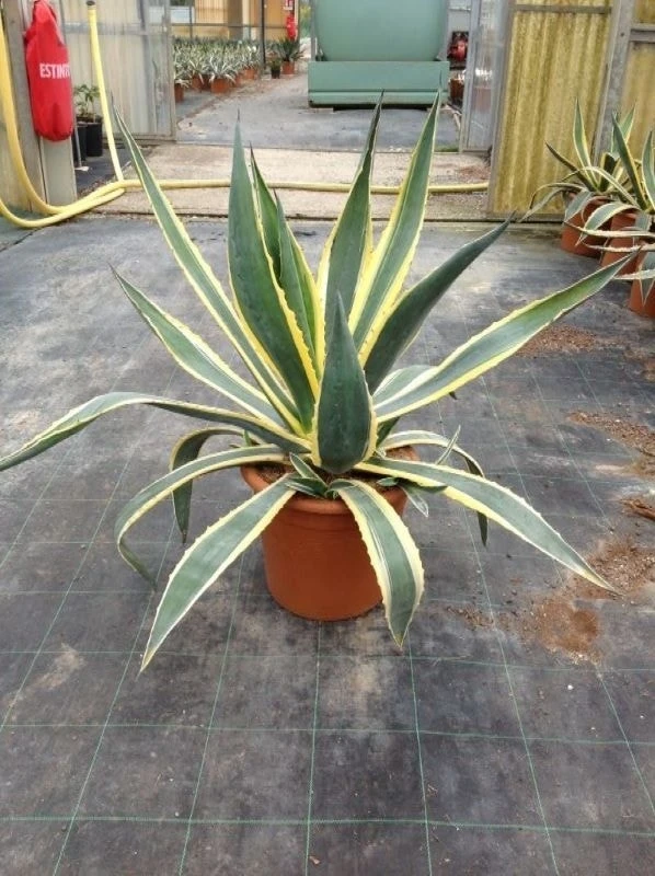Agave (Agave Americana 'Variegata') 3 Agave (Agave Americana 'Variegata')