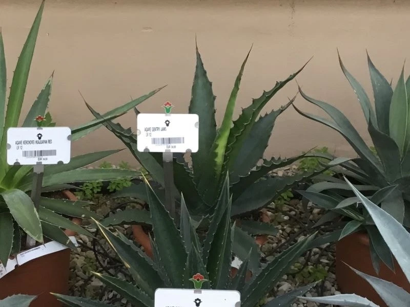 Winterharde Agave (Agave 'Gentryi Jaws') 3 Winterharde Agave (Agave 'Gentryi Jaws')