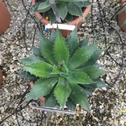 Winterharde Agave (Agave Montana) -Tuin Verhaal Verkoopwinkel agave montana