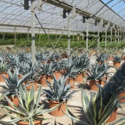 Winterharde Agave (Agave Montana) -Tuin Verhaal Verkoopwinkel agave montana 2