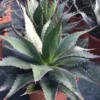 Winterharde Agave (Agave Montana) -Tuin Verhaal Verkoopwinkel agave montana c12
