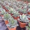 Winterharde Agave (Agave Ovalifolia) -Tuin Verhaal Verkoopwinkel agave ovalifolia