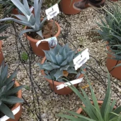 Winterharde Agave (Agave Parrasana) -Tuin Verhaal Verkoopwinkel agave parrasana