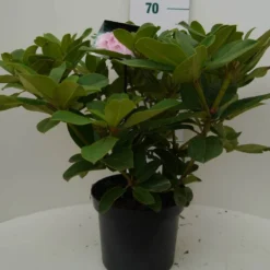 Rhododendron (Rhododendron 'Albert Schweitzer') -Tuin Verhaal Verkoopwinkel albert schweitzer c7.5 voor