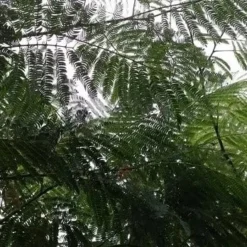 Perzische Slaapboom Als Struik (Albizia Julibrissin) -Tuin Verhaal Verkoopwinkel albizia julibrissin blad