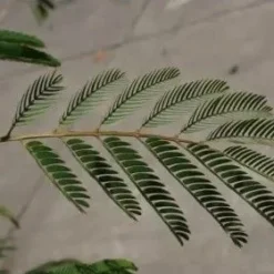 Perzische Slaapboom Als Struik (Albizia Julibrissin) -Tuin Verhaal Verkoopwinkel albizia julibrissin blad 2