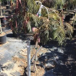 Perzische Slaapboom Als Halfstam (Albizia 'Chocolate Fountain') 5 Perzische Slaapboom Als Halfstam (Albizia 'Chocolate Fountain') -Tuin Verhaal Verkoopwinkel albizia julibrissin chocolate fountain r halfstam