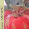 Appelboom (Malus Domestica 'Karneval') -Tuin Verhaal Verkoopwinkel appel 2