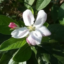 Lei-Appel (Malus Domestica 'Elstar') -Tuin Verhaal Verkoopwinkel appelbloesemelstar01 2 1