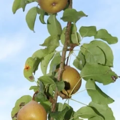 Appelboom (Malus Domestica ) -Tuin Verhaal Verkoopwinkel appelboom 1