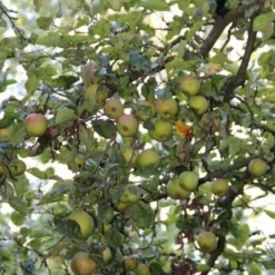 Appelboom (Malus Domestica ) 15 Appelboom (Malus Domestica ) -Tuin Verhaal Verkoopwinkel appelboom 1