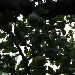 Appelboom (Malus Domestica ) -Tuin Verhaal Verkoopwinkel appelboom 2 1