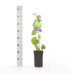 Duitse Pijp (Aristolochia Macropylla) -Tuin Verhaal Verkoopwinkel aristolochia durior macrophylla