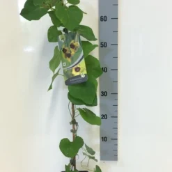 Duitse Pijp (Aristolochia Macropylla) -Tuin Verhaal Verkoopwinkel aristolochia macrophylla 80 100 c2