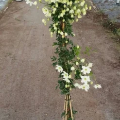 Groenblijvende Clematis (Clematis 'Avalanche') -Tuin Verhaal Verkoopwinkel avalanche r 180cm