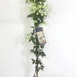 Groenblijvende Clematis (Clematis 'Avalanche') -Tuin Verhaal Verkoopwinkel avalanche r c2 90cm 4