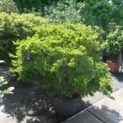 Japanse Azalea (Rhododendron 'Madame Van Hecke') 17 Japanse Azalea (Rhododendron 'Madame Van Hecke') -Tuin Verhaal Verkoopwinkel azalea japonica 125 150 c70