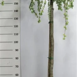 Treurceder Op Stam (Cedrus Libani 'Glauca Pendula') -Tuin Verhaal Verkoopwinkel bf626bb3ffe06d8a36e0e5cfc965630a