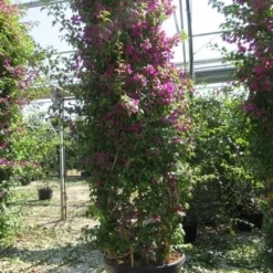Bougainvillea Als Struik (Bougainvillea Glabra) 7 Bougainvillea Als Struik (Bougainvillea Glabra) -Tuin Verhaal Verkoopwinkel bougainvillea glabra 2