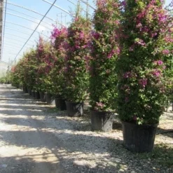 Bougainvillea Als Struik (Bougainvillea Glabra) 8 Bougainvillea Als Struik (Bougainvillea Glabra) -Tuin Verhaal Verkoopwinkel bougainvillea glabra 3
