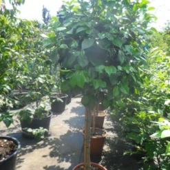 Camelia Op Stam (Camellia Japonica) -Tuin Verhaal Verkoopwinkel camellia japonica halfstam c35 50